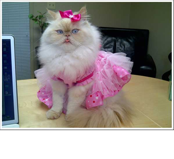 So Weird…Woman Disowns Gay Cat