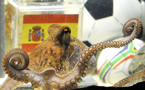 Octopus Paul