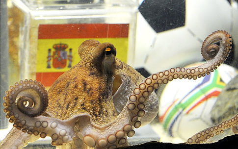 Octopus Paul Octopus Paul