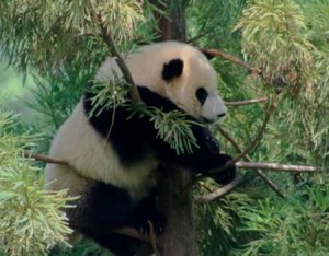 a98159_sex_7-panda