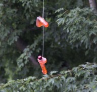 Dildos Dangling From Portland Power Lines